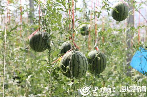 汾阳吃瓜最新事件爆料视频,最新爆料视频揭秘惊人内幕  第2张